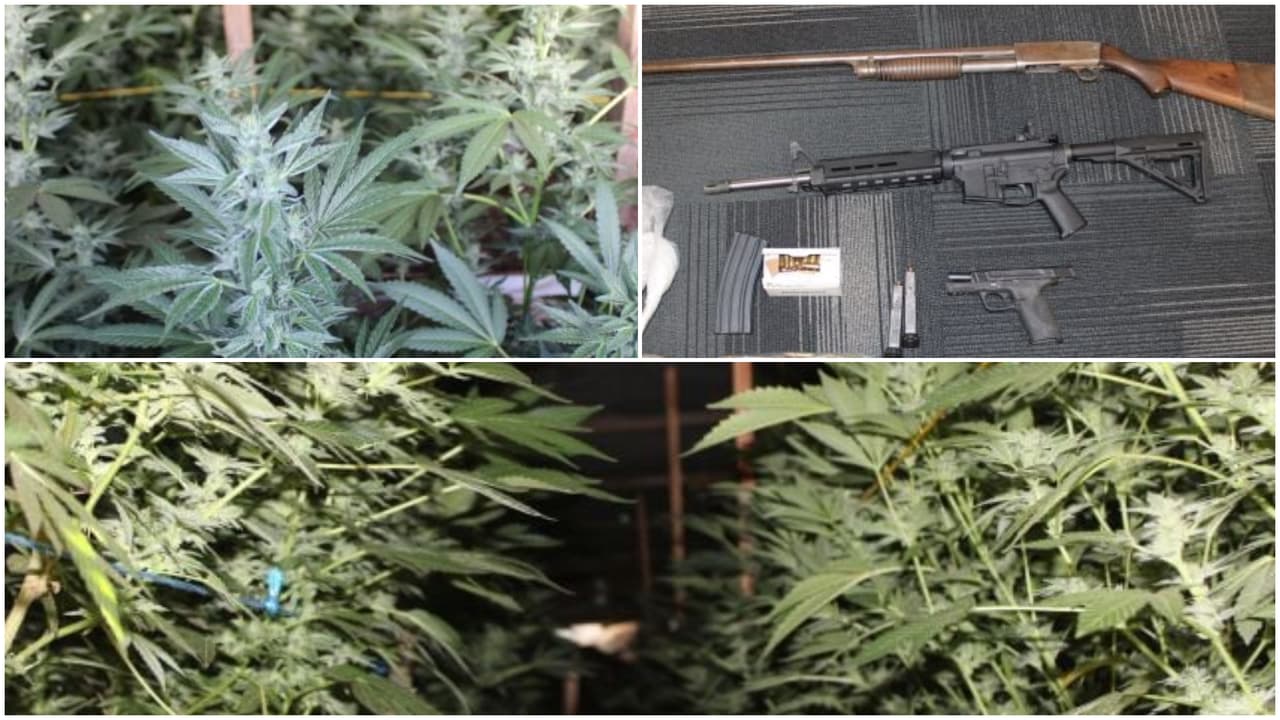 Una operación encabezada por agentes de narcóticos del Sheriff de Fresno llevó a desmantelar un plantío clandestino que era escondido en un domicilio. Tres hombres fueron detenidos, mientras que las autoridades investigan una posible relación con un cartel de la droga.