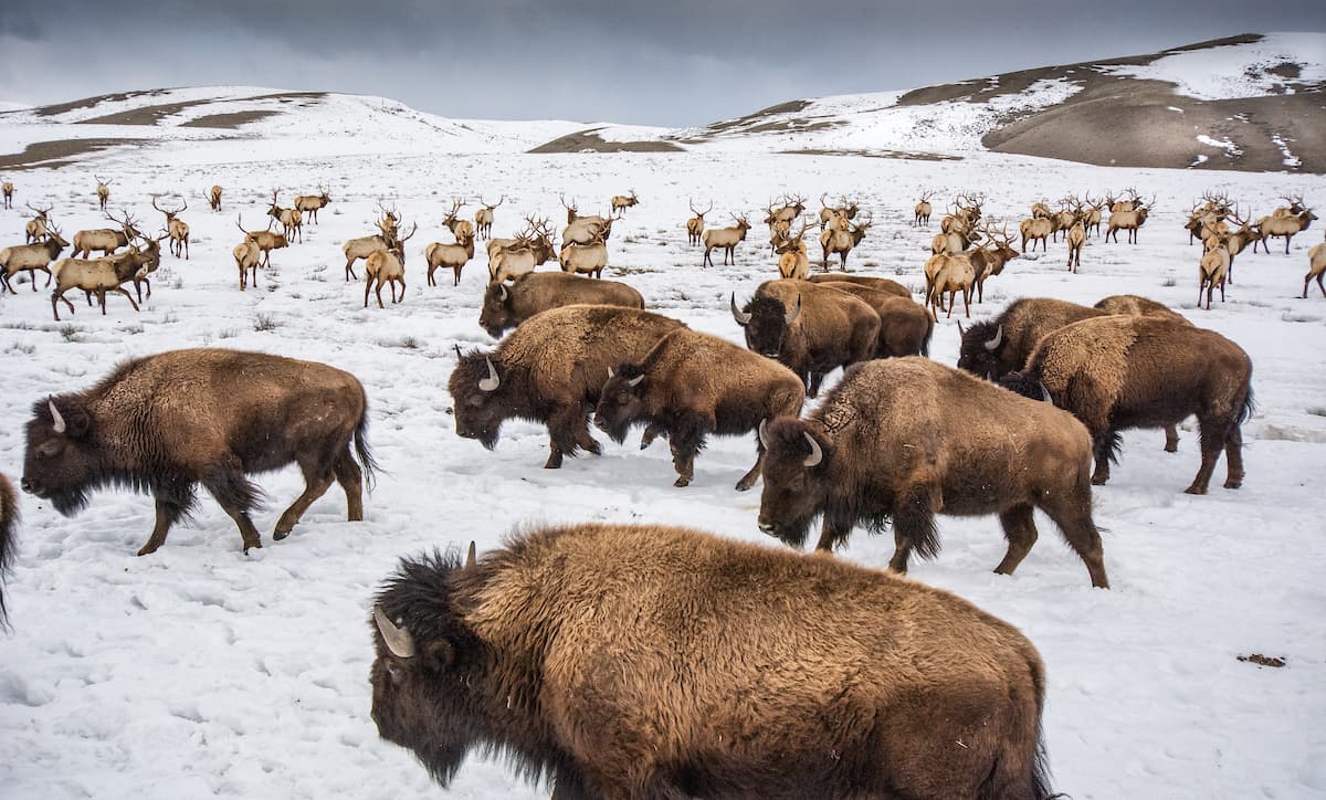 <a href="https://www.instagram.com/chamiltonjames/"><u>Una manada de bisontes</u></a> en el refugio nacional Elk, de Jackson, Wyoming. 
<b>“He creado muchos eventos para recaudar fondos en el pasado, pero este es diferente por la urgencia de la necesidad que aborda.</b> Es diferente debido a la división del momento en el que nos encontramos”, agregó Vitale sobre la iniciativa.