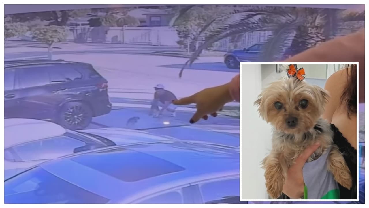 En video: Una familia de Hialeah pide que le devuelvan su perrita