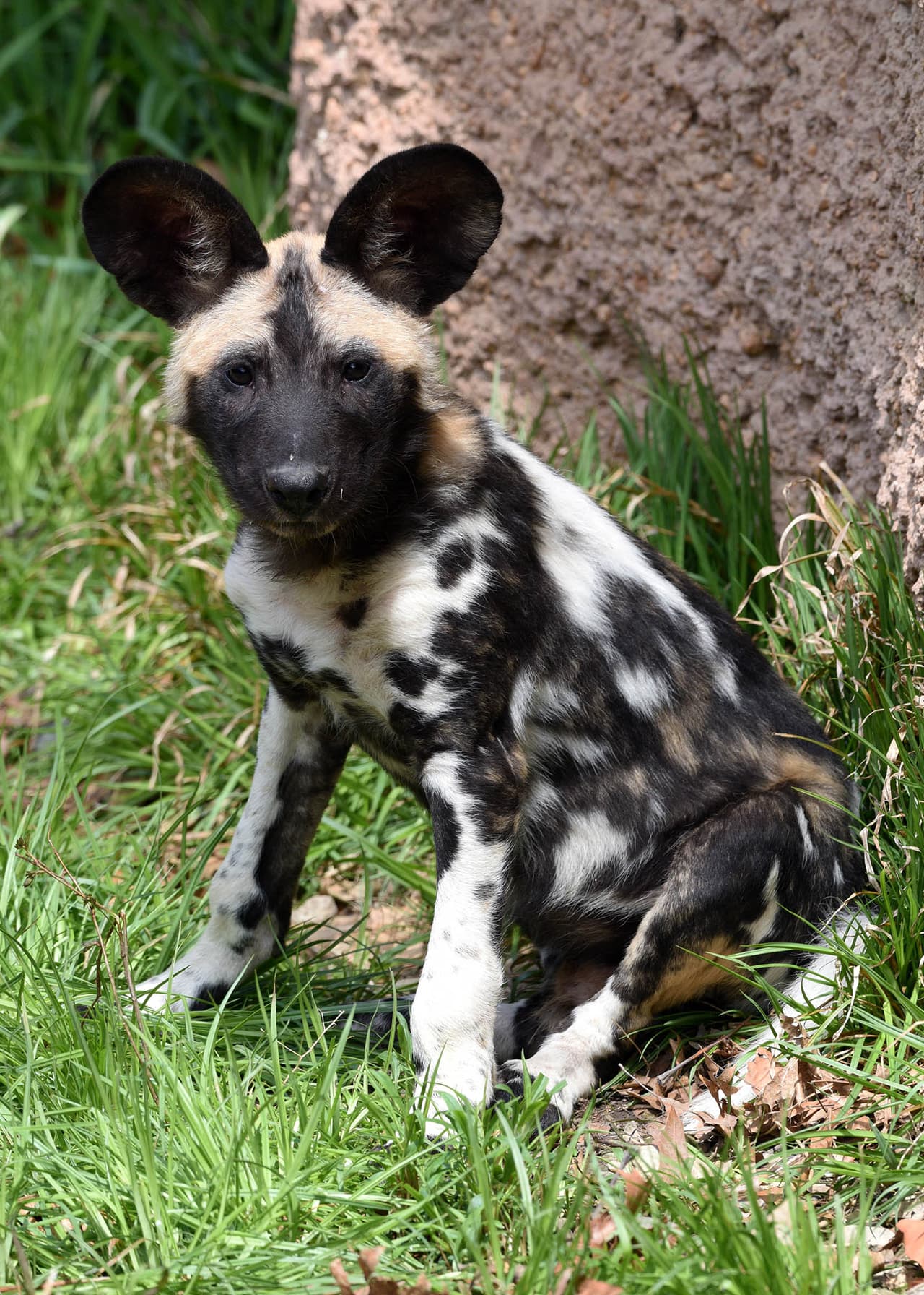 Los cachorros nacieron con abrigos blancos y negros que cambiaron a un abrigo distintivamente estampado de negro, tostado, marrón oscuro y blanco cuando tenían aproximadamente un mes de edad.