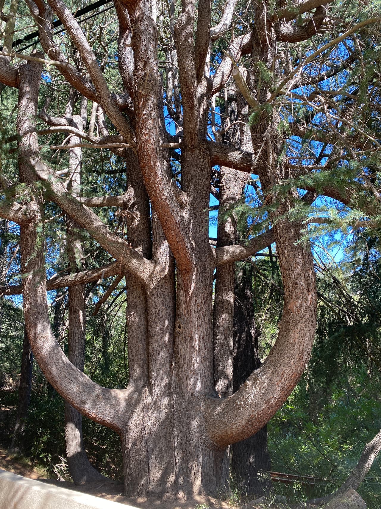 Alrededor del lago diferentes tipos de árboles y vegetación no te expondrán mucho al sol. Sin embargo, es muy recomendado usar bloqueador solar y traer tu termo con agua.