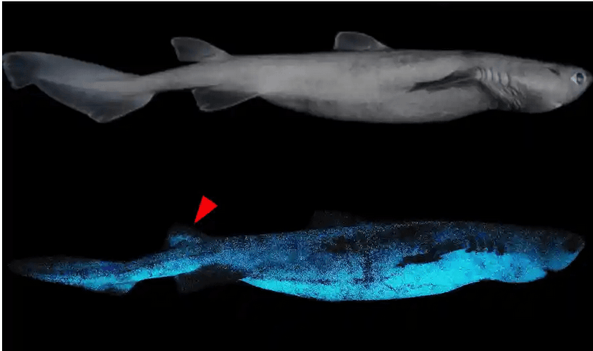 Tiburones luminiscentes: un sorprendente hallazgo en las zonas más profundas del mar