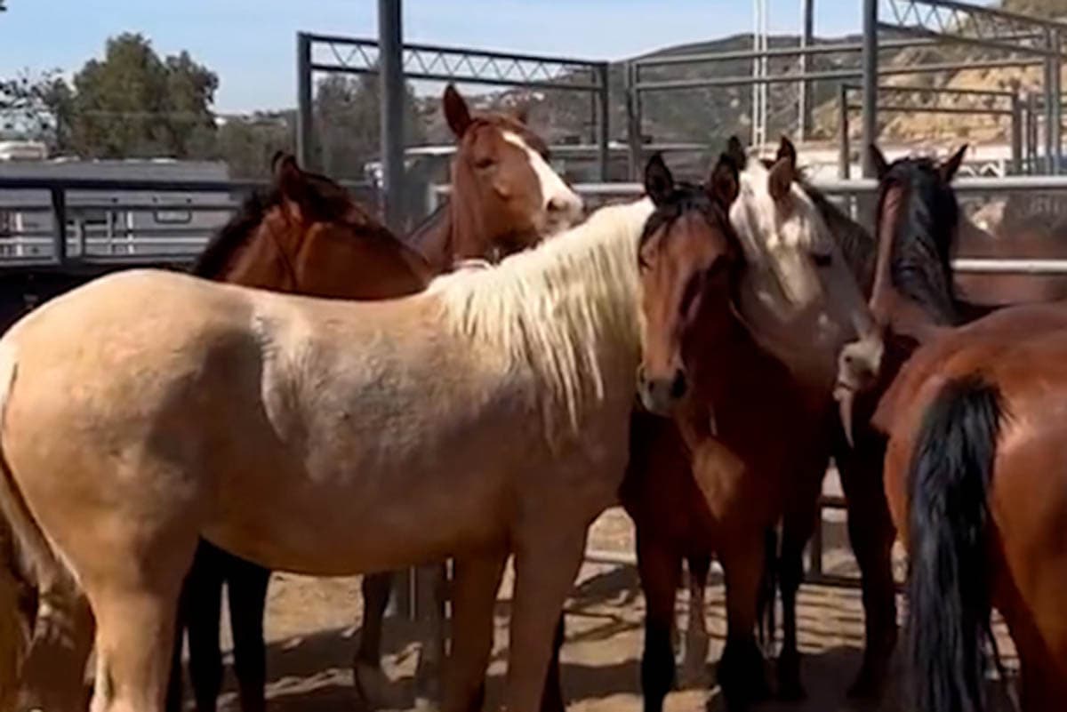 Fin de semana de adopciones de caballos y burros salvajes en Los Ángeles