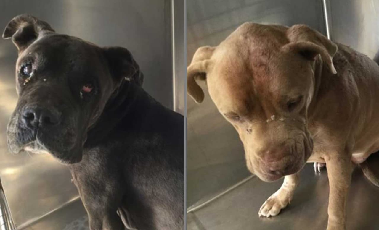 Dos perros pitbull atacan a una mujer en la calle, poco después hallan a su amo muerto en su casa