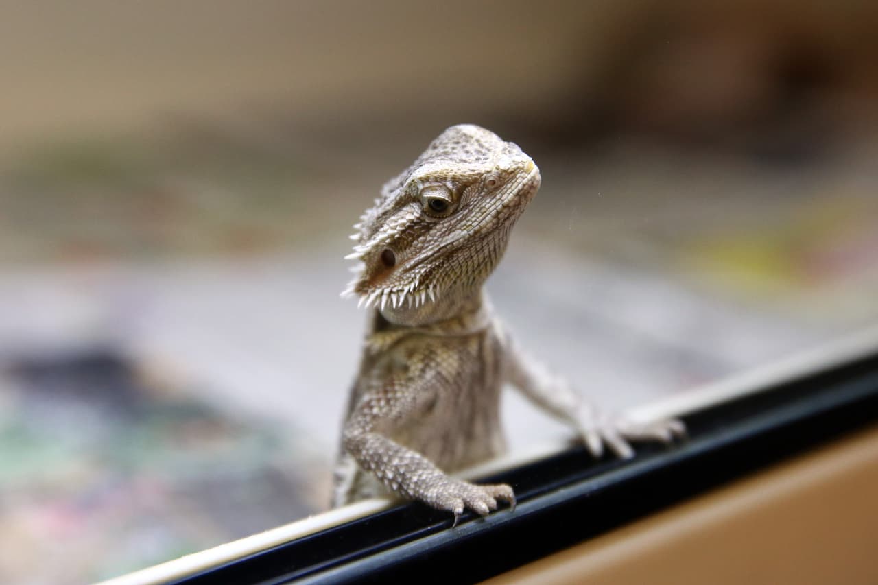Este pequeño Pogona parece estar atento y tranquilo en su nuevo hogar temporal.
