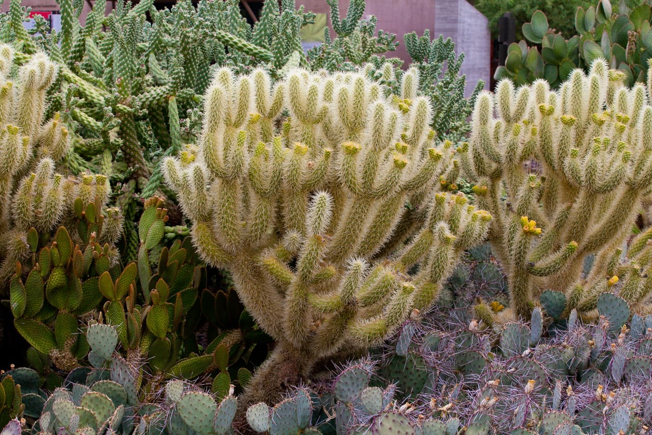 Qué es esto: Se llama cilindropuntia bigelovii, pero es mejor conocido como el
<b> cactus saltarín</b>. En inglés tiene el apodo de 
<i>Teddy Bear Cholla</i>, pero sin duda…. no quedaras abrazar a este osito. 
<br>