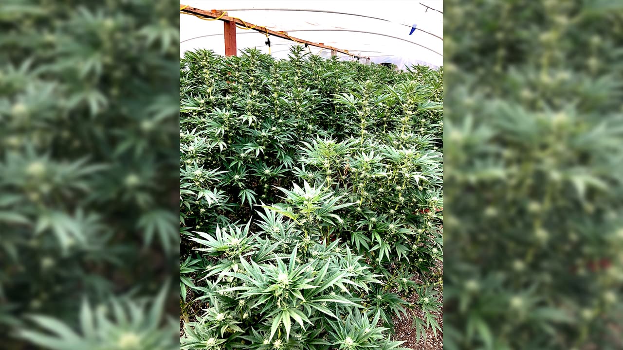 Las órdenes de arresto resultaron en el decomiso de armas, droga procesada, miles de plantas destuidas, y una cantidad de efectivo no revelada.