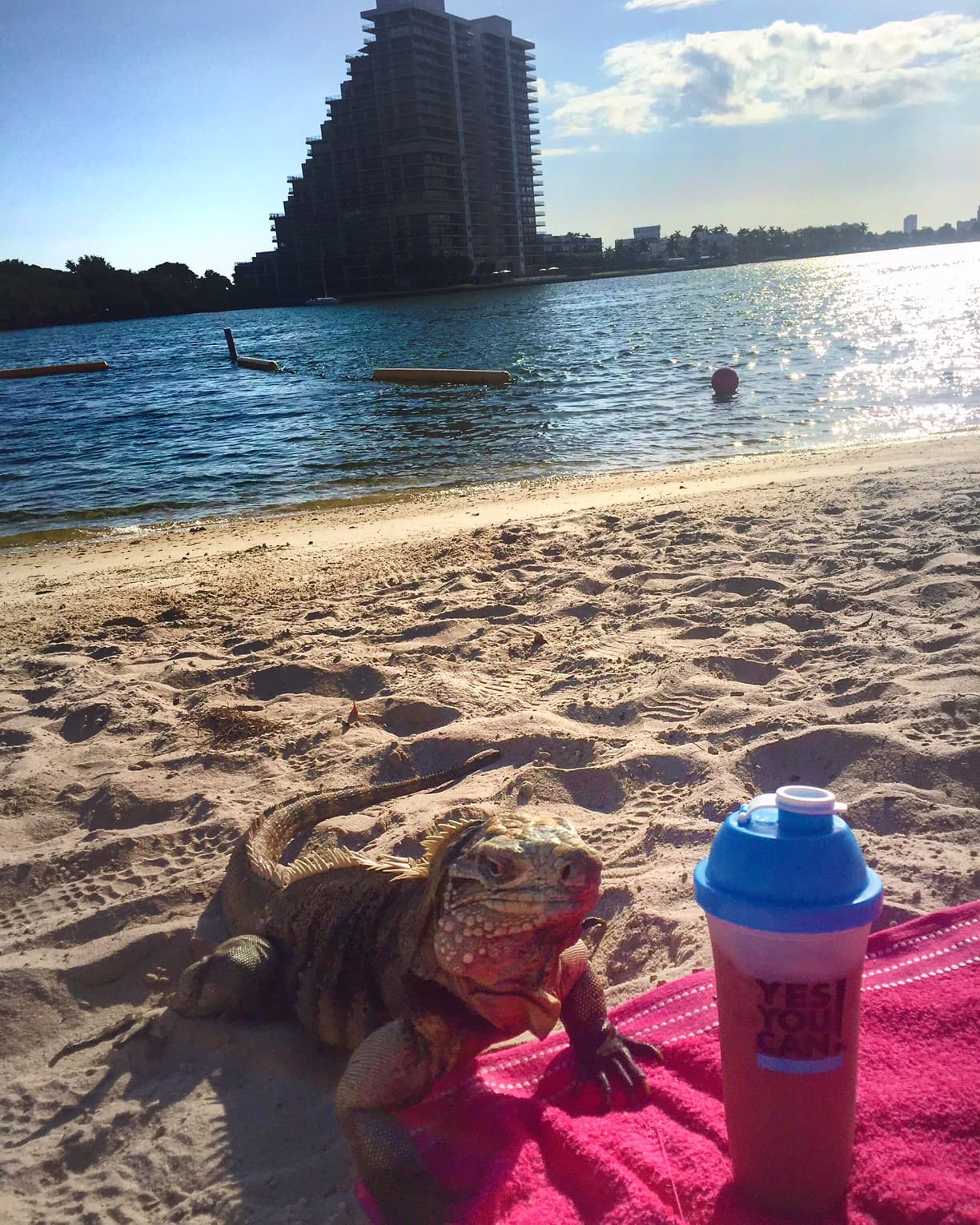 Oh! Oh! tenemos un enorme invitado en la playa.