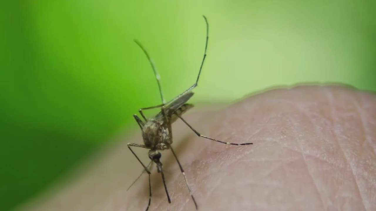 “El virus del Nilo Occidental esta aquí presente en Arizona y no es motivo de pánico, pero 
<b>es motivo que nos pongamos alertas</b>”, indica Johnny Diloné, portavoz del Departamento de Servicios Ambientales del Condado Maricopa.