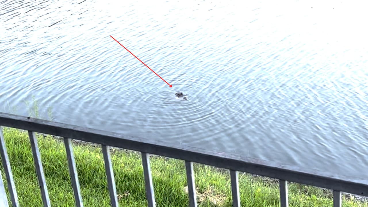 El caimán ha sido visto en este arroyo la última semana, según reportan autoridades de la ciudad de Coppell.
<b>Tras el avistamiento del animal han activado una alerta por caimanes.</b>