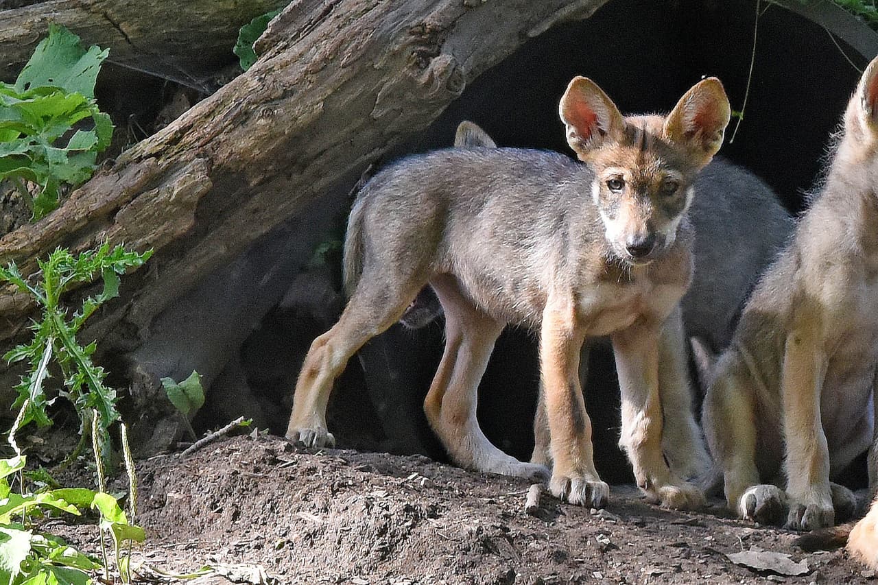 Uno de sus cuatro cachorritos de ocho semanas ya tiene nombre, se llama Néstor, en honor de una de las lobas que vivió en el zoológico y que fue liberada en 2012.