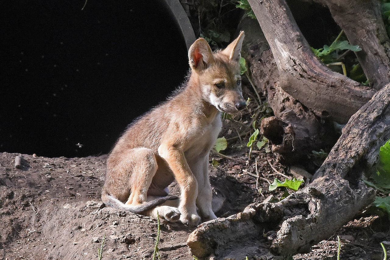Pero dos de sus hermanos y su hermana aún no tienen nombre.