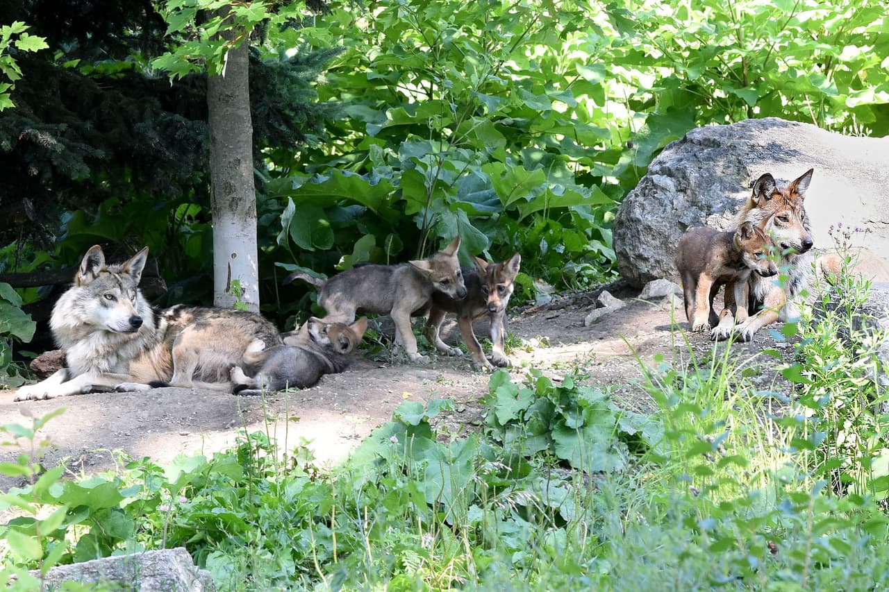 Lobitos en Zoológico de Brookfield buscan nombre