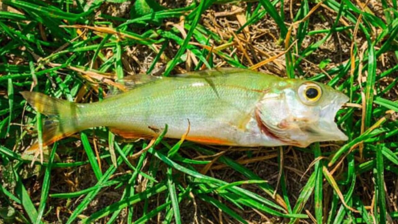 El raro fenómeno que explica por qué cayeron peces del cielo en Texas
