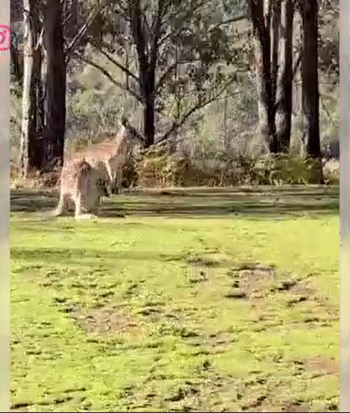 De hecho, llegó a publicar un video de un canguro que se encontró en uno de sus recorridos. 
<br>