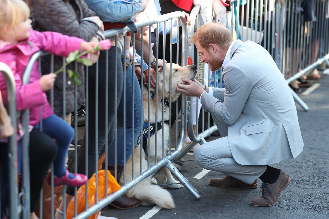 No solo saludó a los humanos; 
<b><a href="https://www.univision.com/entretenimiento/meghan-markle-y-el-principe-harry-dan-la-bienvenida-a-un-nuevo-integrante-a-su-familia-fotos">el príncipe Harry no tuvo reparos en acercarse a este perro</a></b>, de la raza golden retriever, y cuyos dueños lo mantenían pegadito a la valla de seguridad.