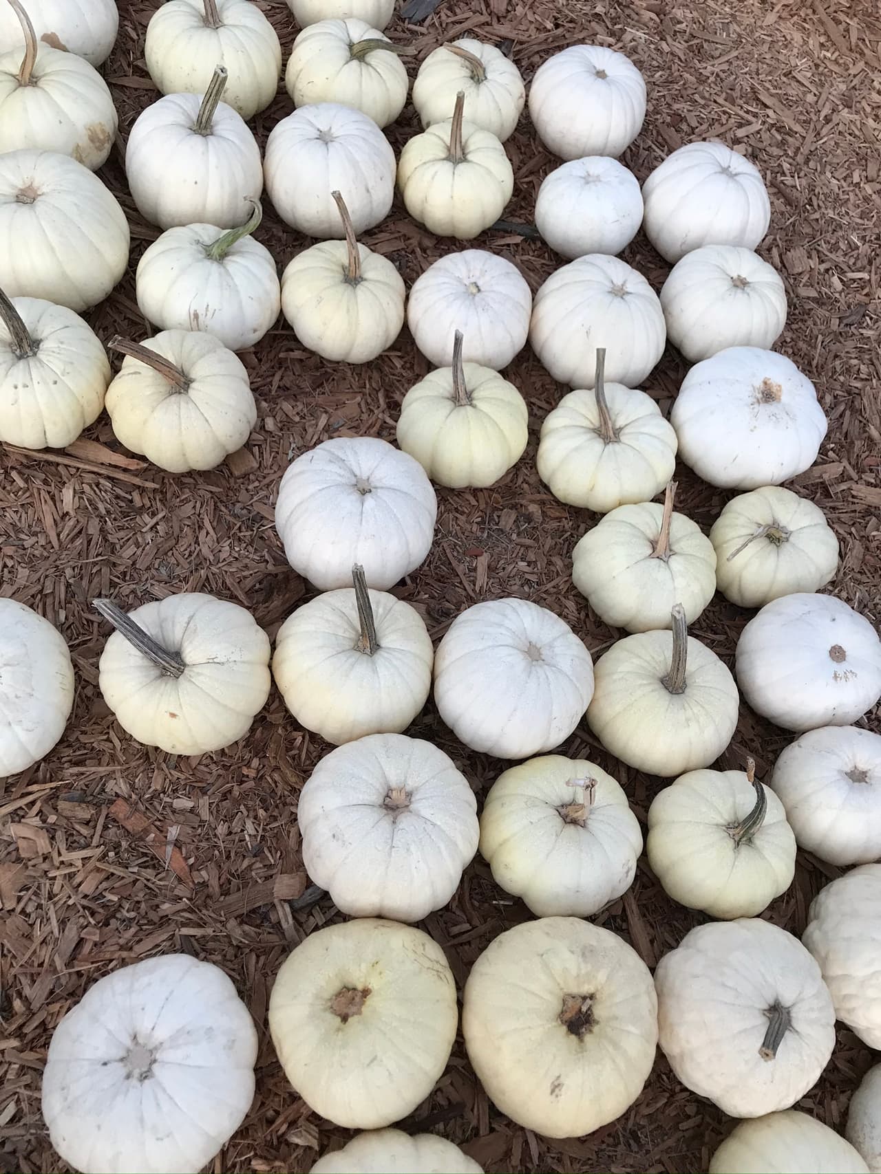 Otra variante de la calabaza blanca un poco más alargada se conoce como 'Baby Boo'.