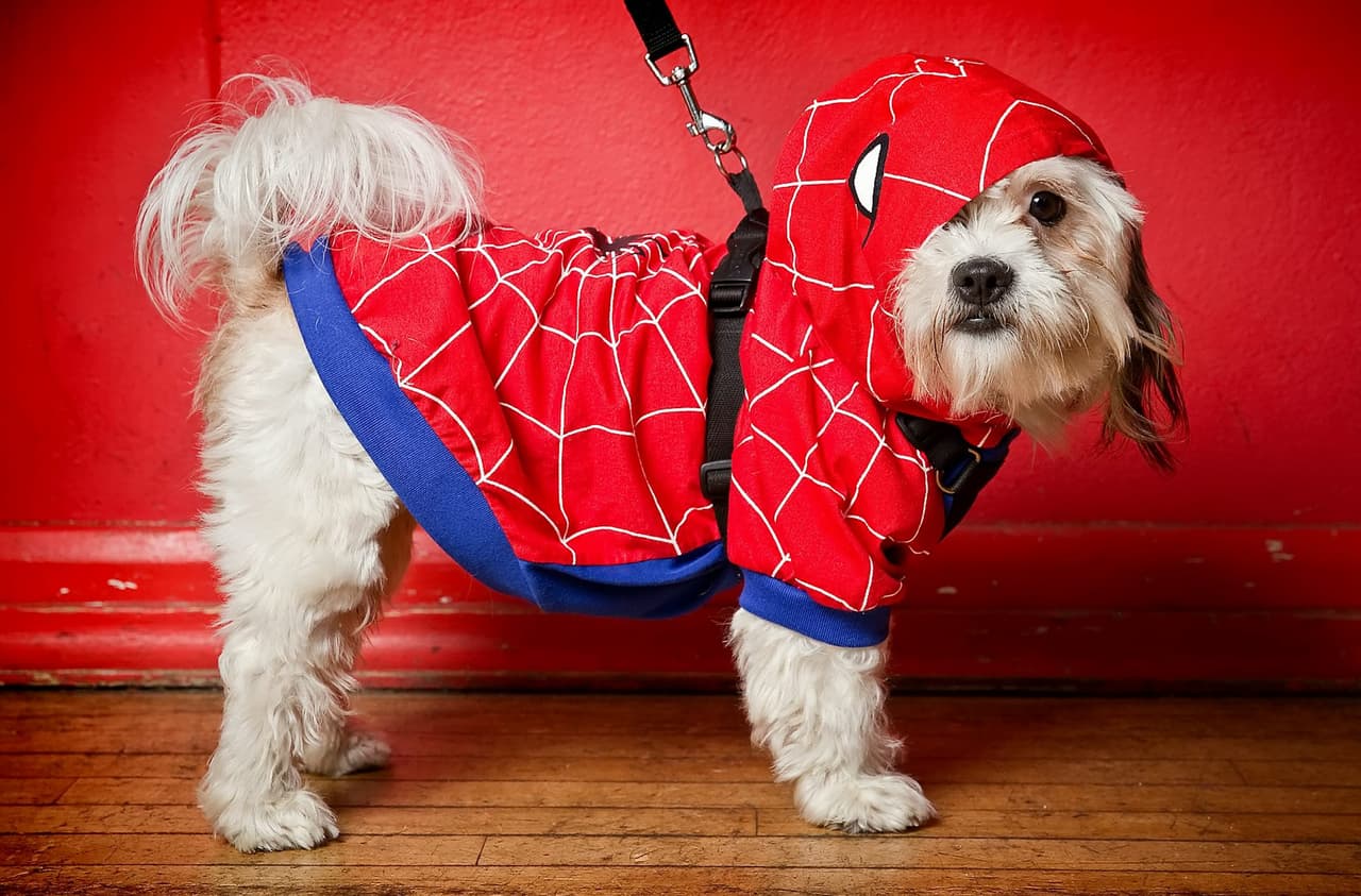 ¡El perro araña!