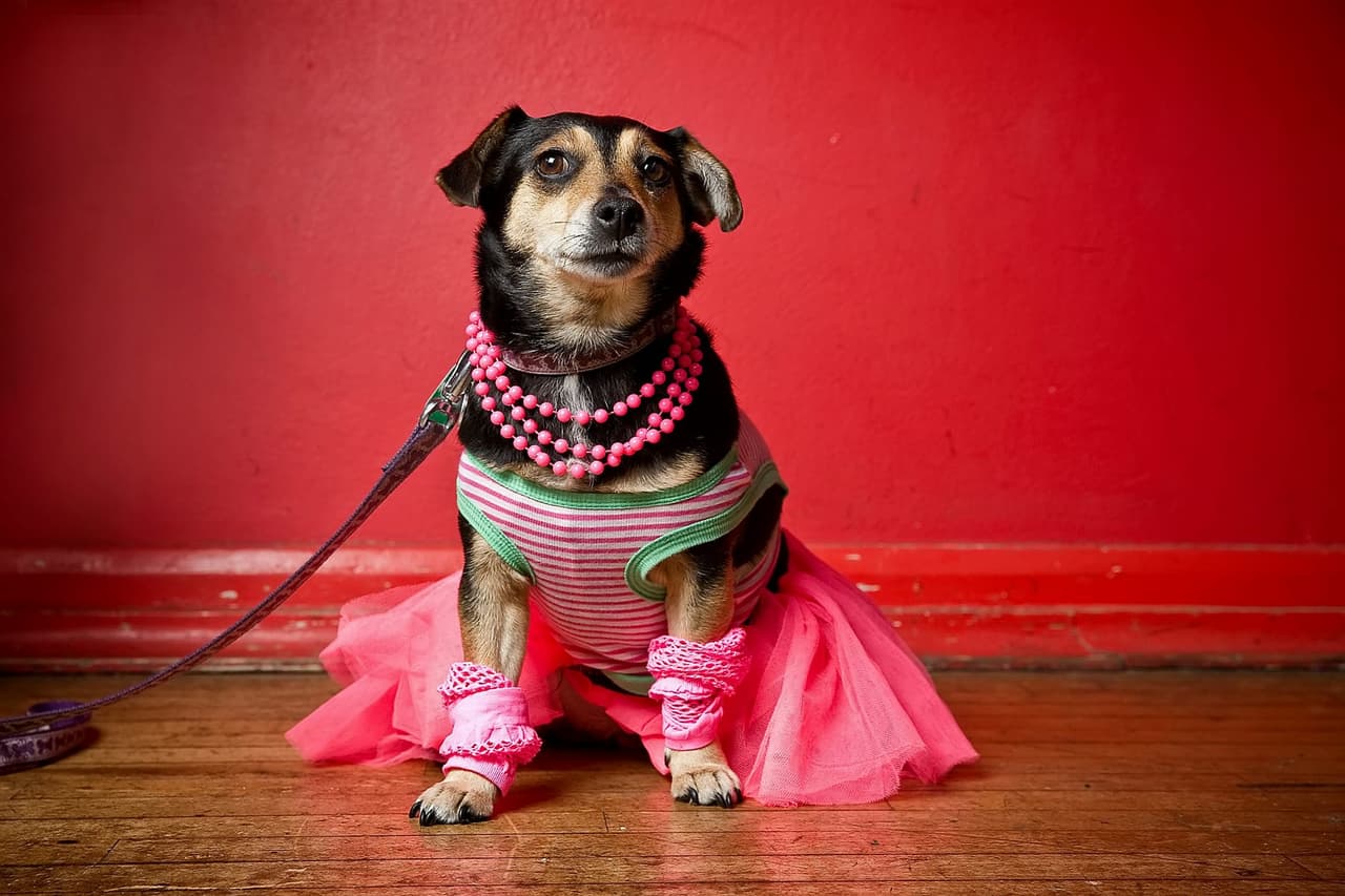 Que nos inviten a la rumba.