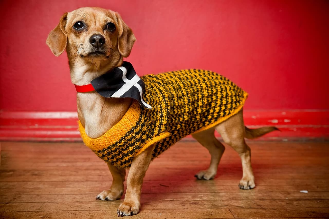 Yo, solamente me puse un suéter para el frío.