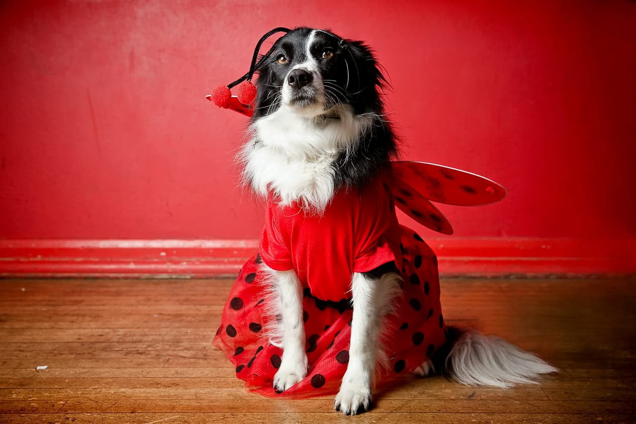 Qué linda ¿catarina?