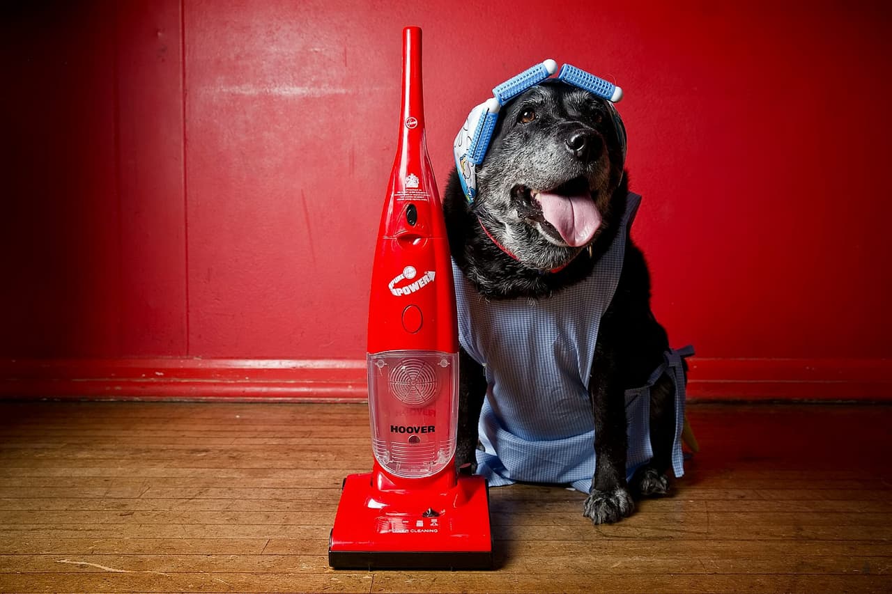 Este perro está listo para ayudar con los que hacers de la casa.