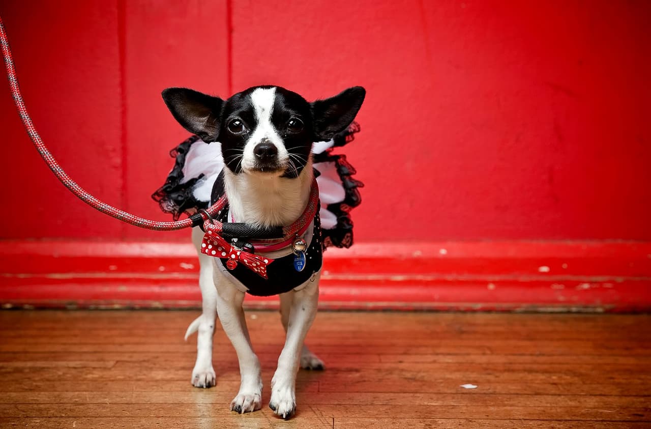 Esta tierna perrita está lista para sus calases de ballet.