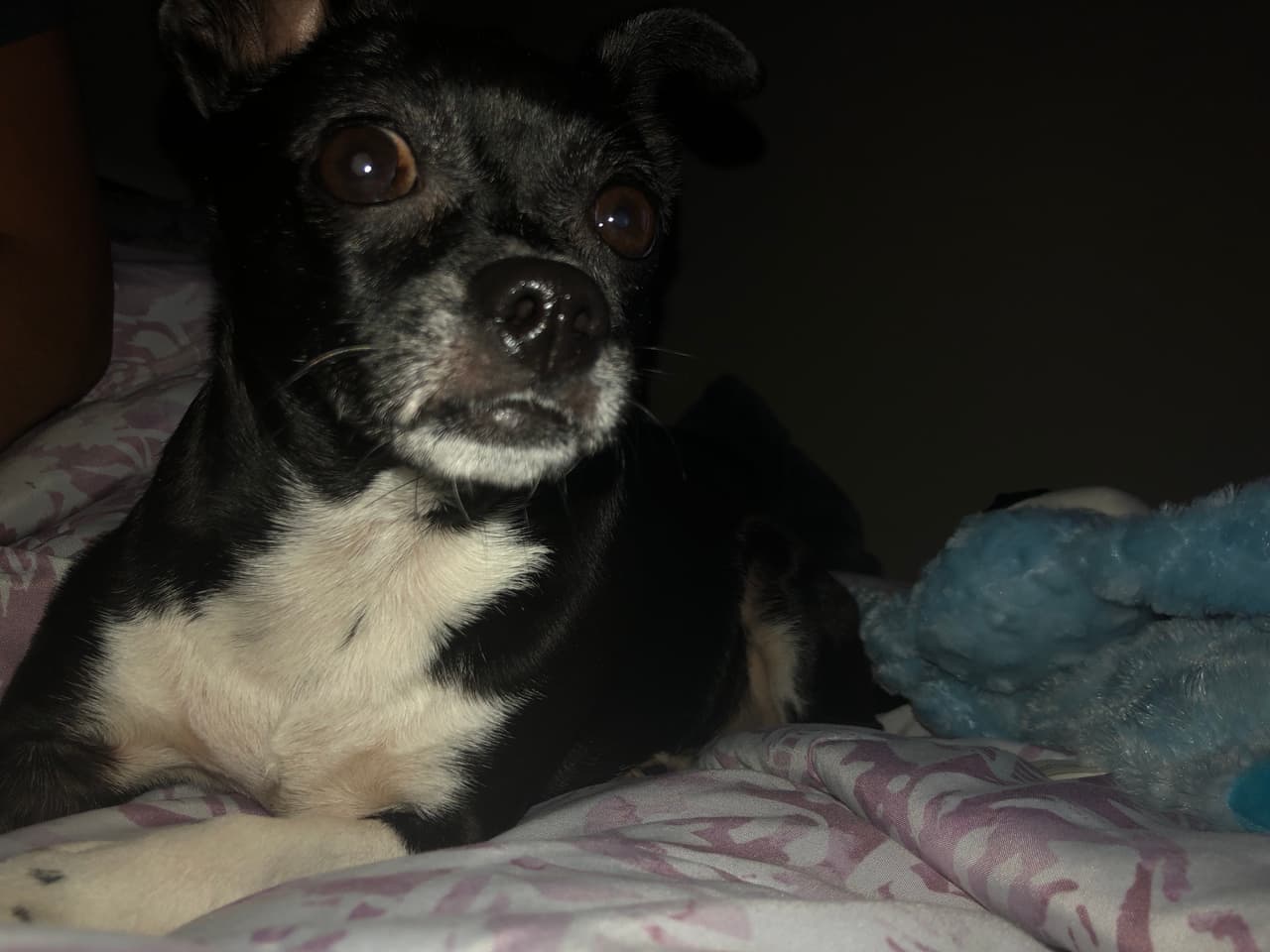 <br>Si tiene alguna información, la familia esta ofreciendo recompensa. Comuníquese con ellos al: 469-472-8769.
<br>