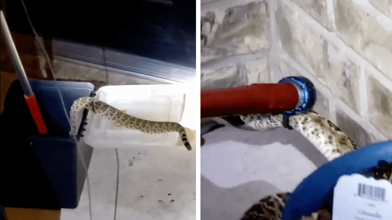 ¿Quieres prevenir que las serpientes lleguen a tu casa? Sigue estas recomendaciones