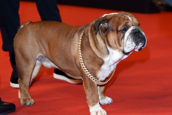 Roscoe posó para todos los fotógrafos que querían tener su mejor foto.