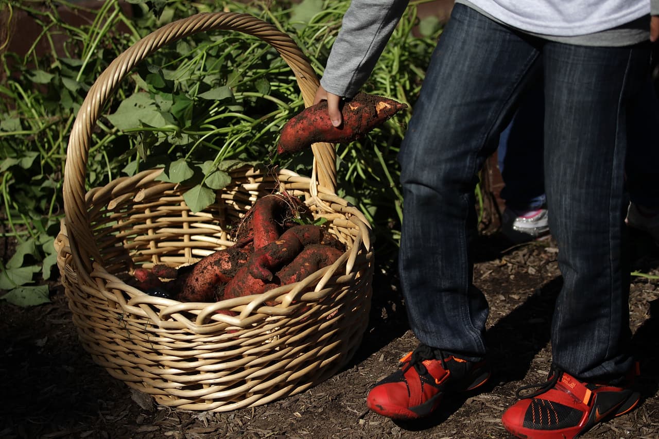 Al finalizar, sus canastas estaban llenas de batatas, listas para dar sabor a un rico platillo.