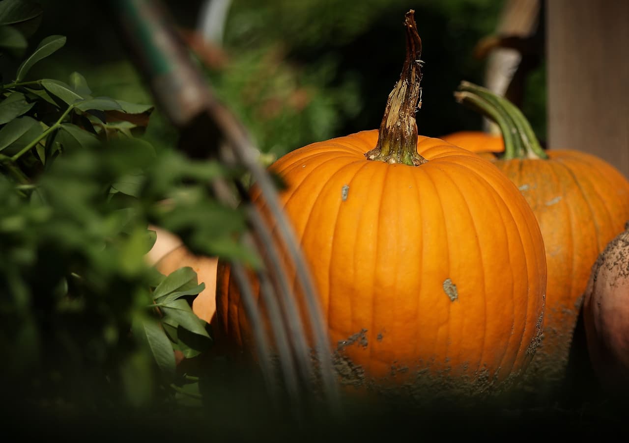 Incluso las calabazas ya parecen listas para comenzar el decorado de Halloween.