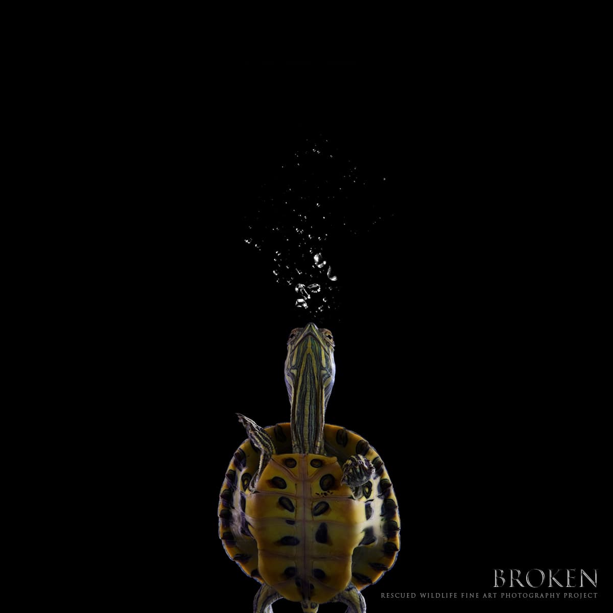 Tortuga de orejas, rescatada por Pelican Harbor Seabird Station en Miami, Florida. Fue entregada voluntariamente. Esta especie se comercializa como mascota, lo cual está afectando su poblacion.
<br>