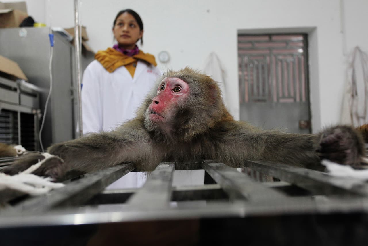 Hubei Tian Qin Company es una empresa industrial de animales doman y reproducen macacos. A nadie se le permite entrar en el área de cría, excepto el criador y el personal experimental. Hay más de 700 monos en 101 habitaciones. El proceso experimental sigue una gestión rigurosa y estandarizada.