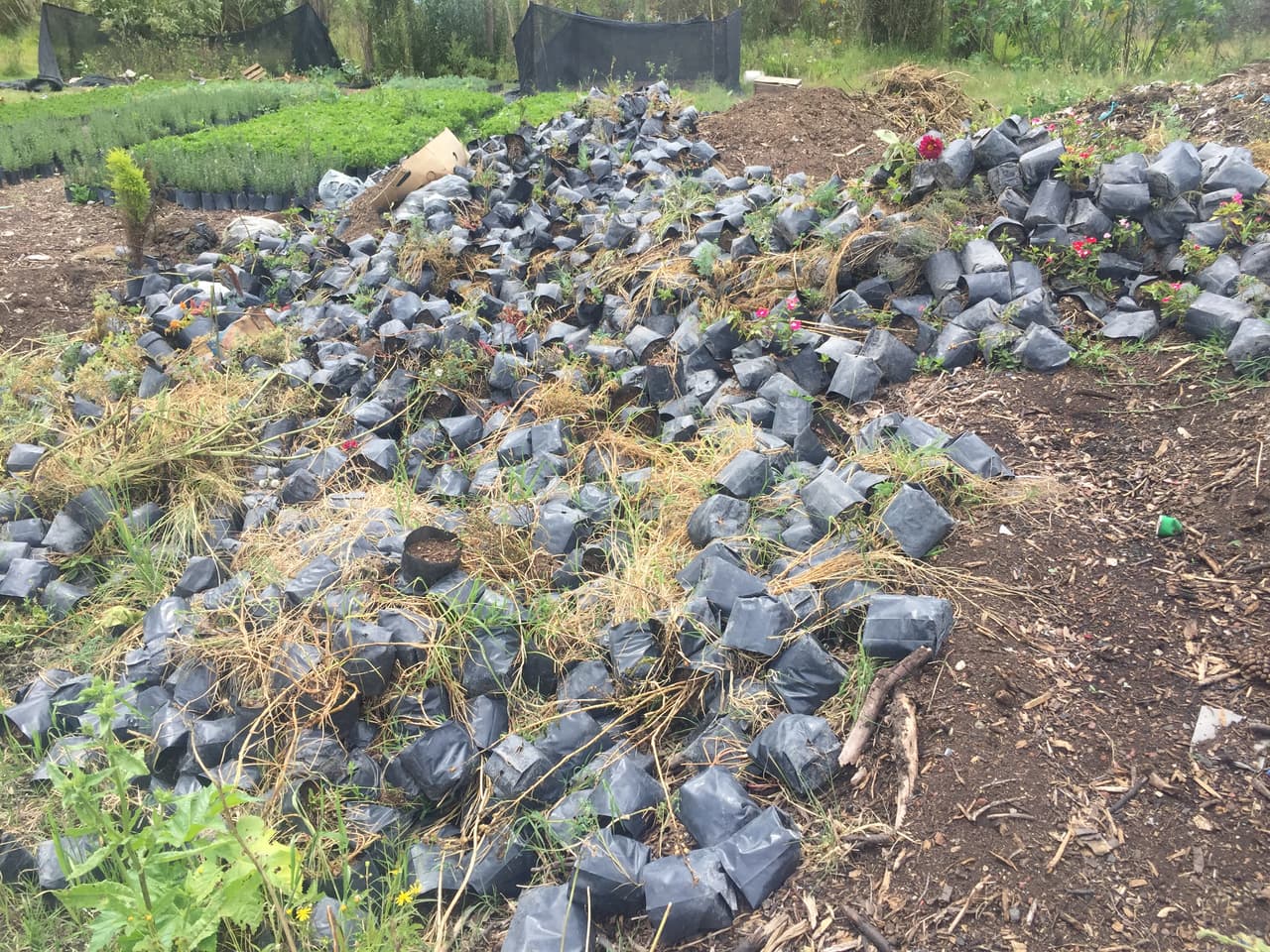 Restos de las pérdidas que han tenido los productores en los últimos meses debido a las bajas ventas.