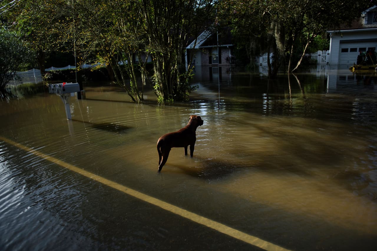 Un perro camina por las calles inundadas del pueblo Gonzales, en Louisiana.