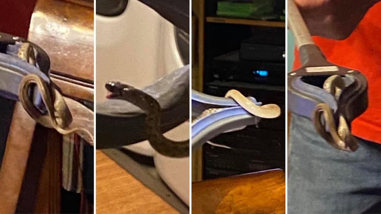 “Estoy asustada": Madre encuentra 18 serpientes en su habitación