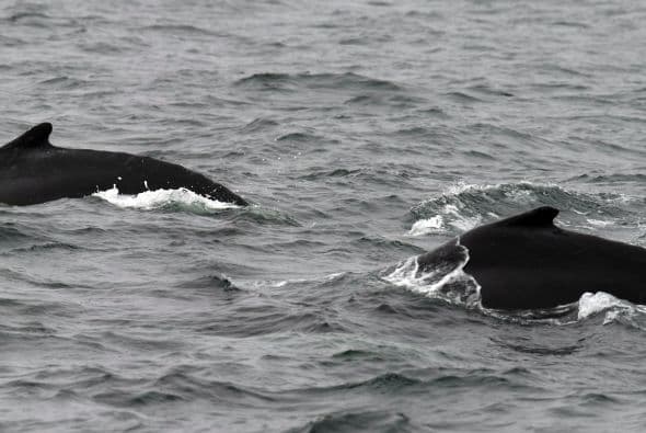 Activistas ambientales elogiaron la medida y destacaron que para la formalización del ingreso de Colombia a la CBI .