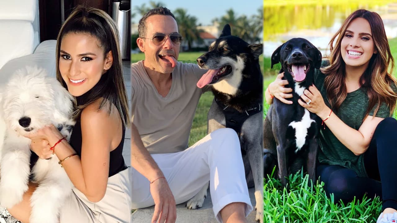 Y precisamente para evitar la locura que se vive en tiempos de confinamiento con las 
<a href="https://www.univision.com/shows/despierta-america/jessi-carlos-y-andrea-consultaron-a-un-experto-para-saber-como-evitar-que-sus-mascotas-hagan-travesuras-video">mascotas</a>, un experto nos ayudó a saber cómo detener sus travesuras.