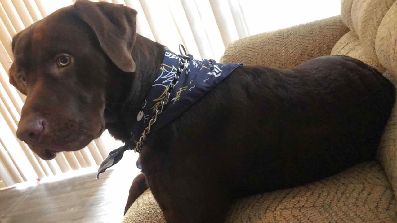 "Choco siempre está dentro de mi casa, haga frío o calor". Emilio Dávila.