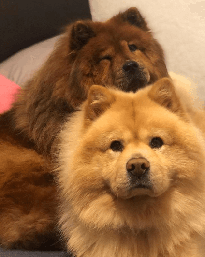 En compañía de sus dos peluditos, Bimba y Bantú, Mariana hizo una de sus últimas buenas acciones del año, al hacer conciencia sobre la compra desenfrenada de mascotas y promover la adopción. 
<br>