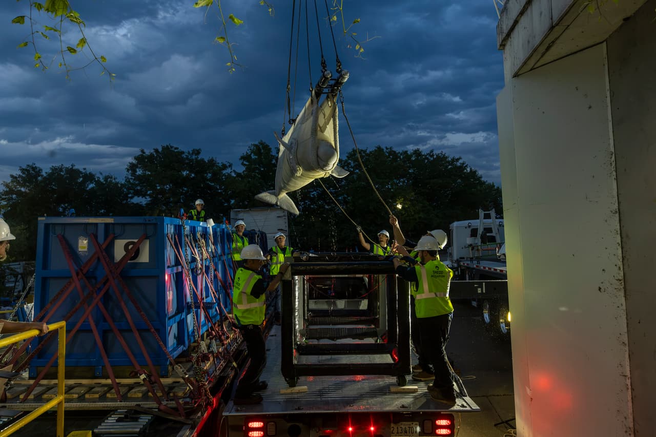 Cuatro belugas rescatadas llegaron con éxito a los hábitats de agua salada del Shedd Aquarium en Chicago, en lo que la institución calificó como el primer esfuerzo internacional coordinado para reubicar a cetáceos que permanecían en una instalación cerrada en Canadá.