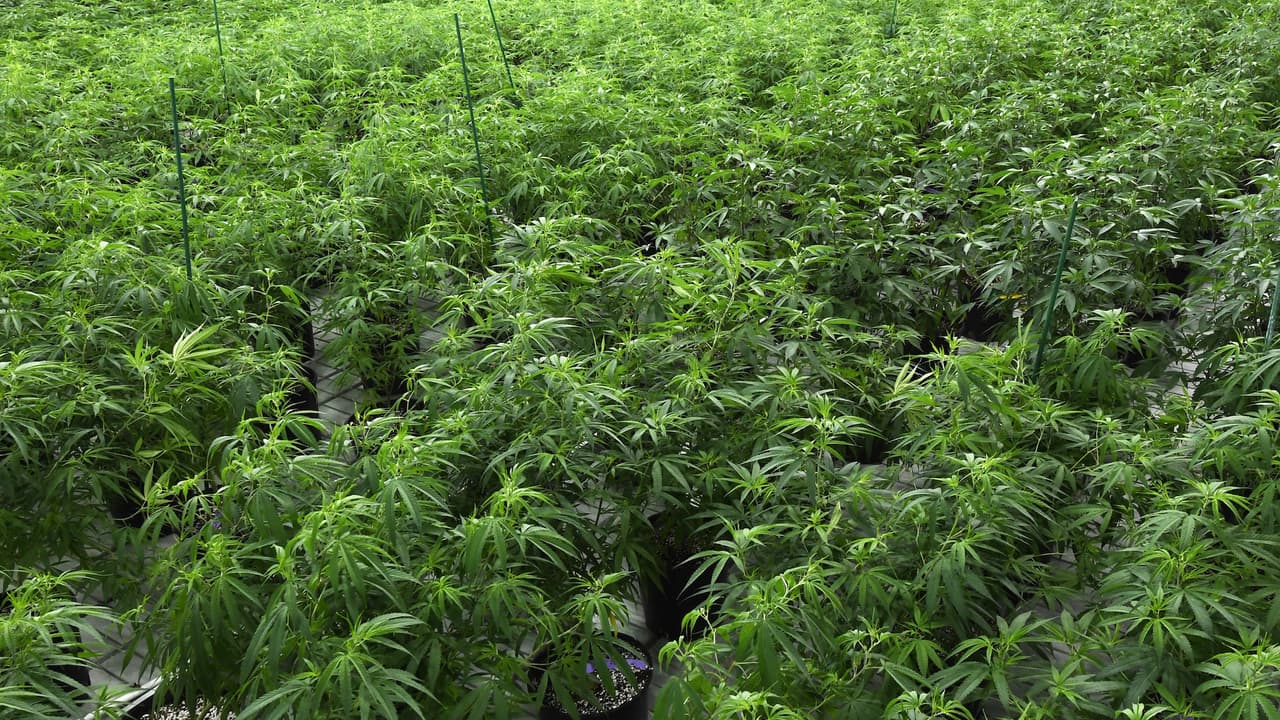 La cámara baja de Illinois aprueba iniciativa para legalizar consumo recreativo de marihuana