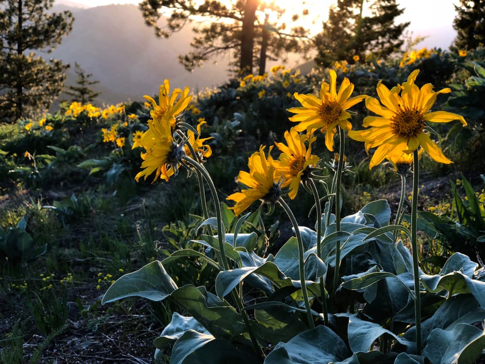 Otro nombre con el que se conoce es la "flor de tabaco", ya que los montañeses solían fumar sus hojas secas para tratar problemas respiratorios, como catarros, resfriados o principios de neumonía.