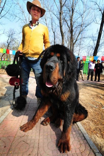 Es un perro de imponentes proporciones y muy leal, tiene un carácter independiente, pero sabe reconocer a 'su manada' para ser cariñoso.
