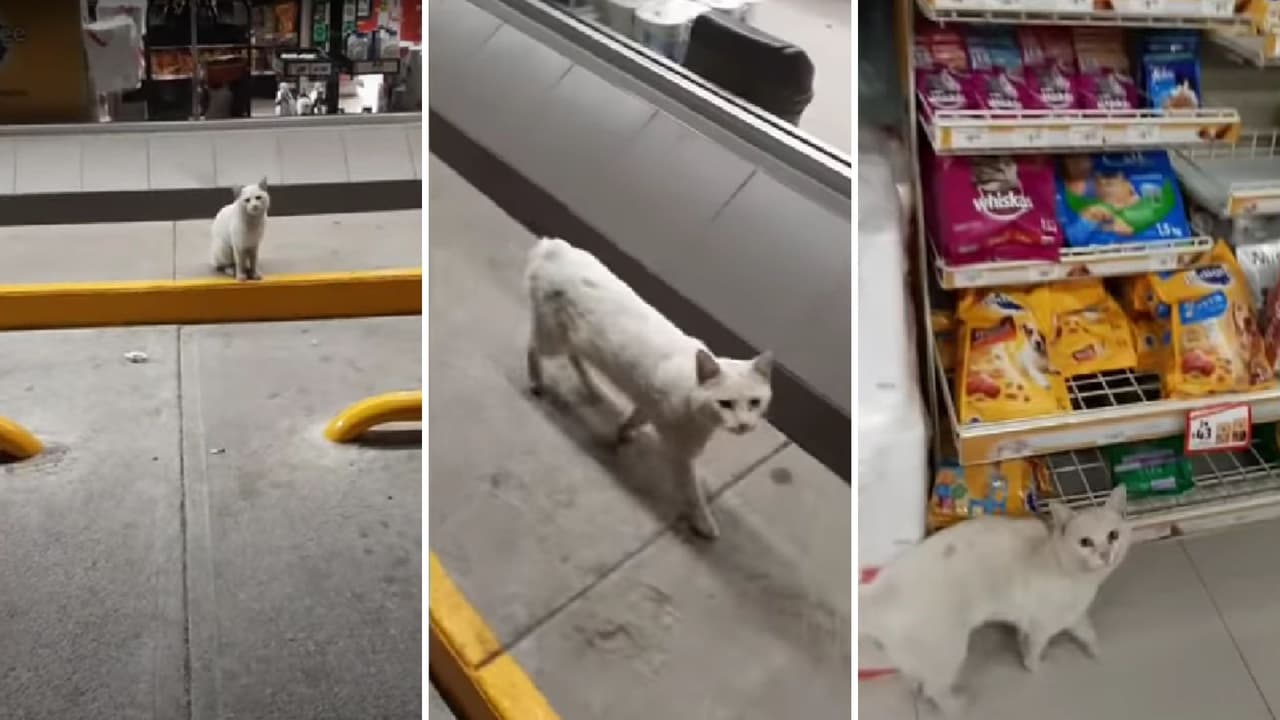 Gato pedía comida a visitantes de una tienda de conveniencia mexicana
