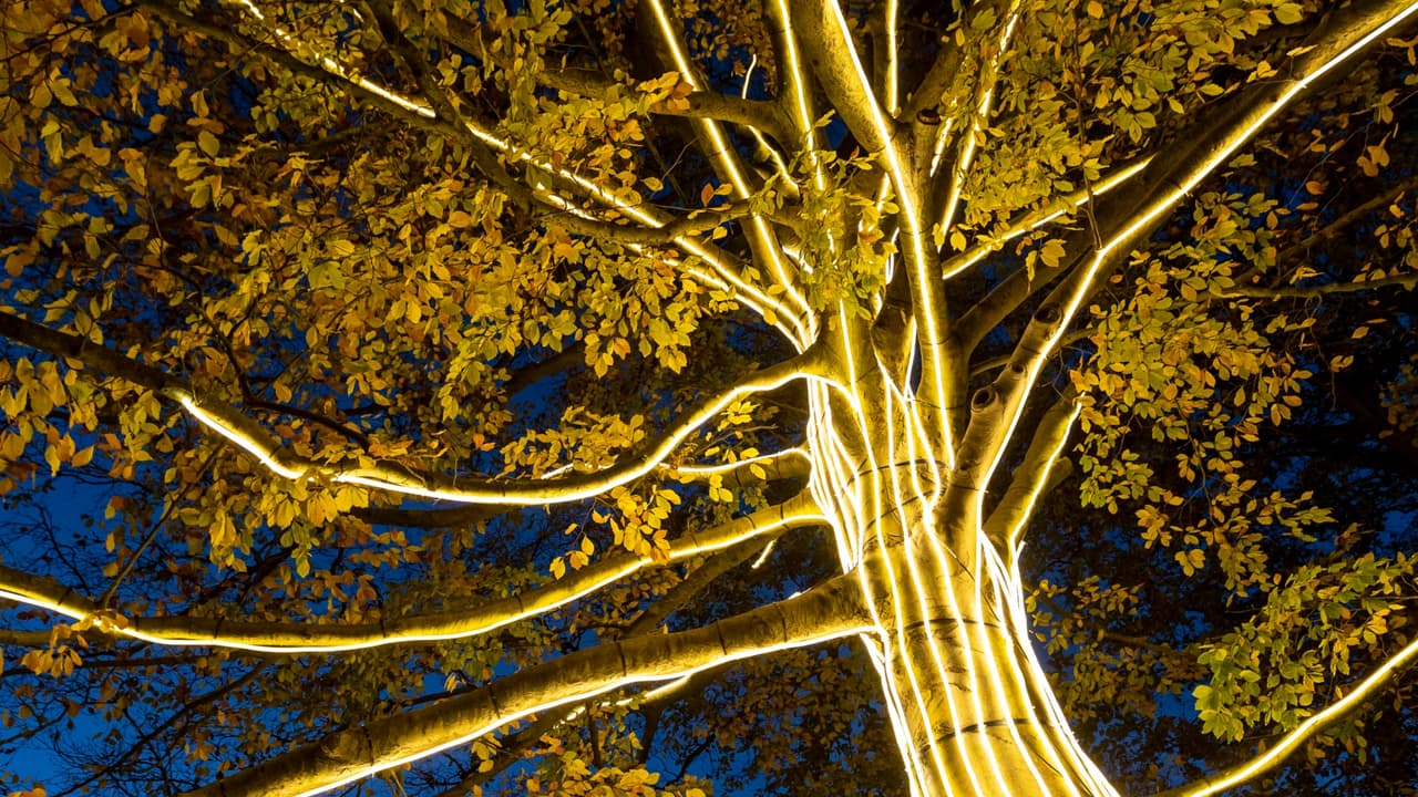 Durante el viaje nocturno, podrás apreciar 18 instalaciones de artistas de la luz y colectivos de diseño internacionales. "Es una manera fascinante de pasar una noche de invierno", afirmó el director ejecutivo del jardín botánico.
