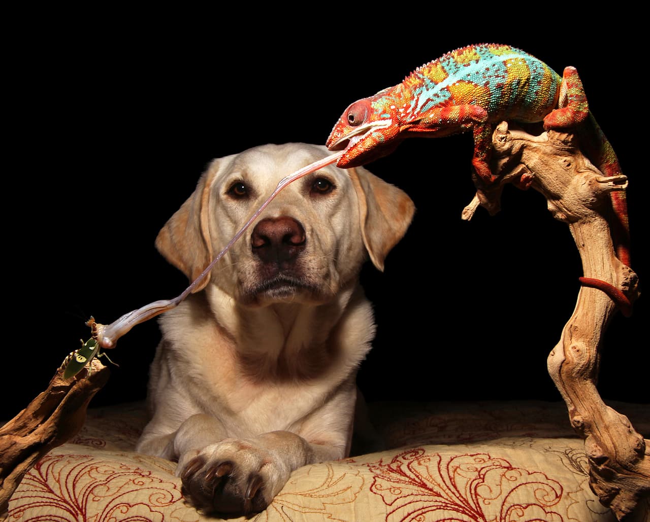 El Labrador mete muchísima comida en su hocico y, junto a él, el camaleón usa su lengua para comer sus insectos.