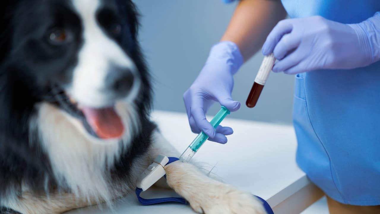 Si te vas de vacaciones y planeas alojar a tu perro o si tu perro va a la guardería durante el horario de trabajo, recomienda vacunarse.