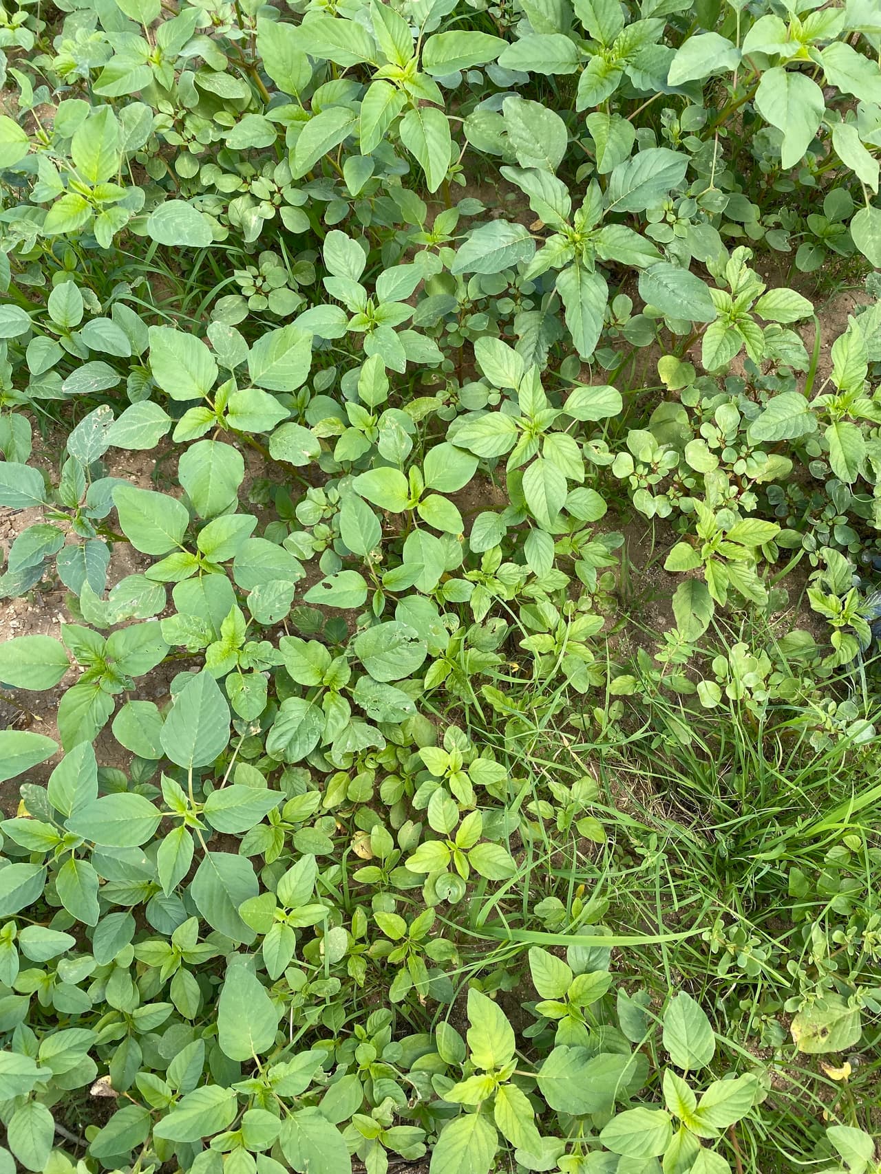 Eso hace que julio de 2021 sea el mes más húmedo en Tucson desde que se comenzaron a llevar registros meteorológicos en 1894.